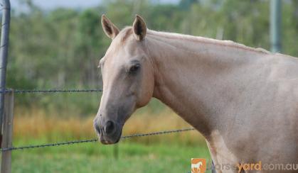 Stunning Cremello Filly on HorseYard.com.au