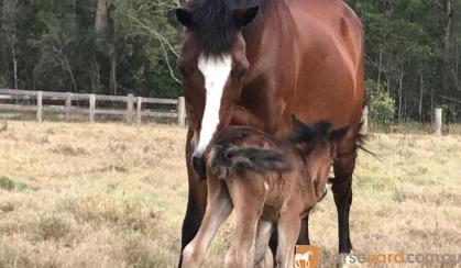 Welsh C Broodmare with Foal at Foot on HorseYard.com.au