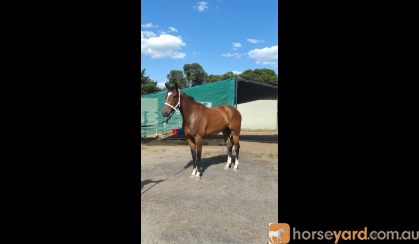 thoroughbred 6yo mare  on HorseYard.com.au