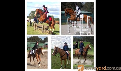 All rounder 16hh for Novice rider  on HorseYard.com.au