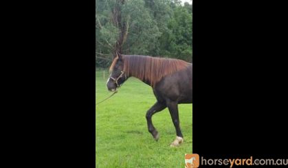 Clydesdale (Clydie) x Warmblood (Wb) x Shire mare on HorseYard.com.au