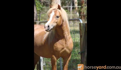 Exquisite Welsh A Yearling gelding. Super show/Harness prospect on HorseYard.com.au