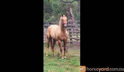 Palomino QH gelding on HorseYard.com.au