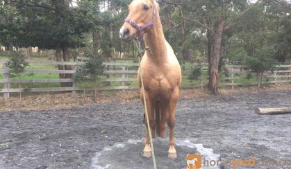 Palomino QH gelding on HorseYard.com.au