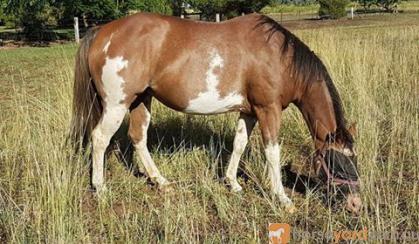 Reg Paint mare in foal to Palomino QH on HorseYard.com.au