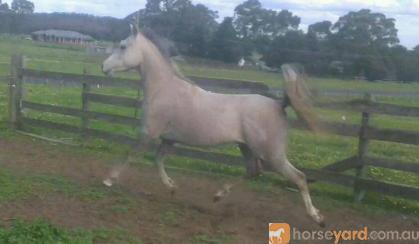Purebred Arabian Colt on HorseYard.com.au