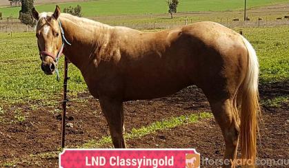 Reg Paint mare in foal to Palomino QH on HorseYard.com.au