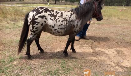 Stunning bay leopard colt...show stud awesome on HorseYard.com.au