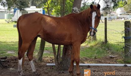 Competitive Pony Club/Team Penning Mount on HorseYard.com.au