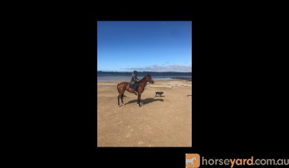 Thoroughbred Mare on HorseYard.com.au