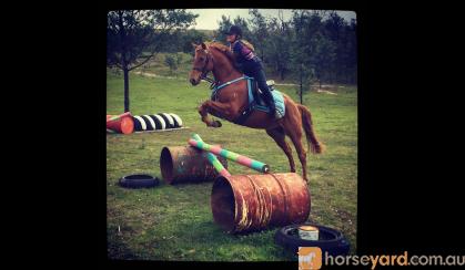 14.3hh 9yo Registered Riding Pony All-rounder performance pony on HorseYard.com.au