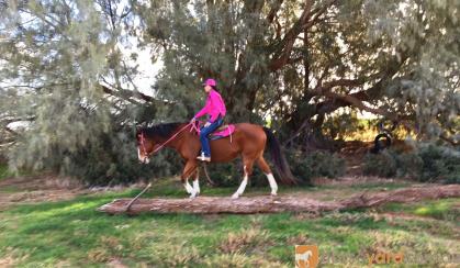 “Chancen Around”reg Paint schoolmasters Gelding, suit anyone  on HorseYard.com.au