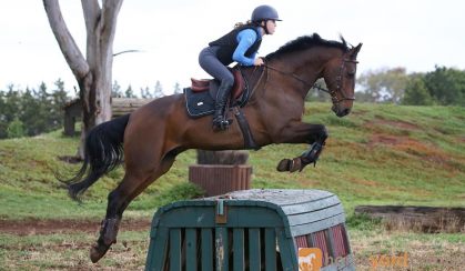 16.2hh Warmblood Gelding on HorseYard.com.au