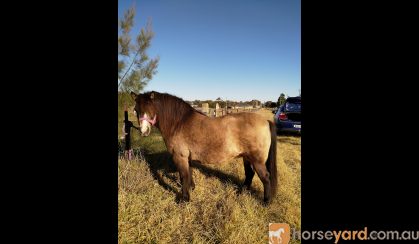 Buckskin Pony Mare on HorseYard.com.au