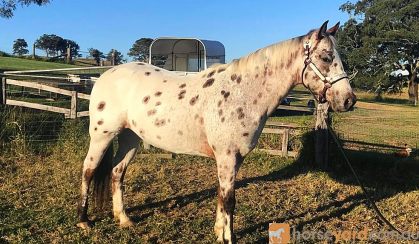 Leopard Appaloosa  on HorseYard.com.au