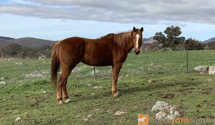 Chestnut TB mare on HorseYard.com.au