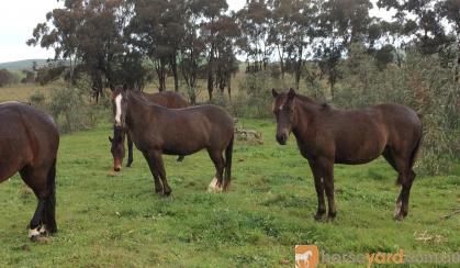 Spotted Pony Gelding on HorseYard.com.au