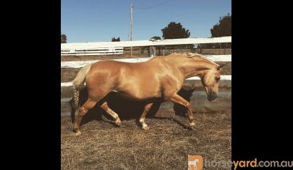 Lovely Palomino Mare on HorseYard.com.au