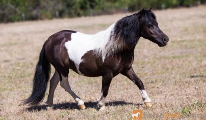 Outstanding Miniature Pony/APSB colt - Yearling on HorseYard.com.au