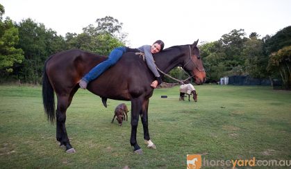 Gorgeous TB Gelding on HorseYard.com.au