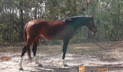 90% Reg Partbred Arab Mare on HorseYard.com.au