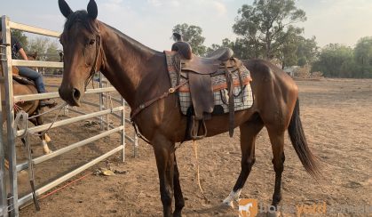 Standardbred  on HorseYard.com.au