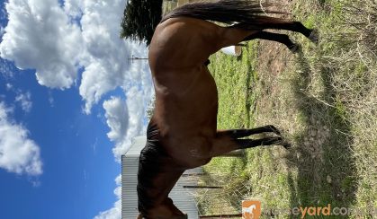 Is this your next future show jumper? on HorseYard.com.au