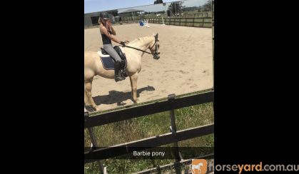 Stunning Palamino Warmblood Gentlemen  on HorseYard.com.au