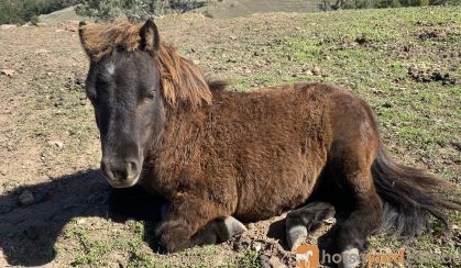 Gelding and stallion miniature ponies - must be sold together on HorseYard.com.au