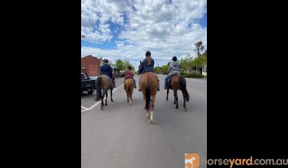 ARP Chestnut Gelding on HorseYard.com.au