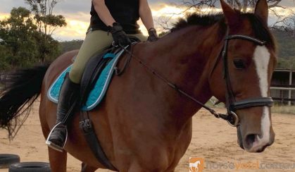 Warmblood Gelding on HorseYard.com.au