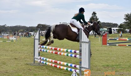 Talented Jumper  on HorseYard.com.au
