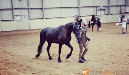 Friesian x Andalusian  on HorseYard.com.au