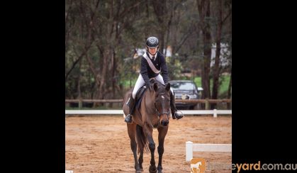 Beautiful quiet mare  on HorseYard.com.au
