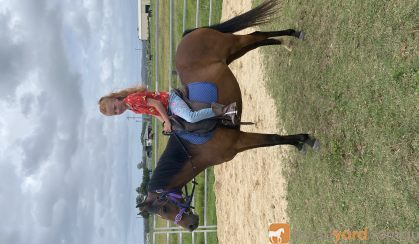 6 yr old riding pony mare on HorseYard.com.au