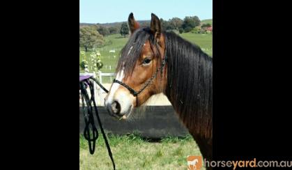 2yo Gypsy Cob (50%) X Clydie X Gelding â€“ feather galore and amazing temperament on HorseYard.com.au