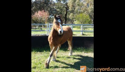 2yo Gypsy Cob (50%) X Clydie X Gelding â€“ feather galore and amazing temperament on HorseYard.com.au