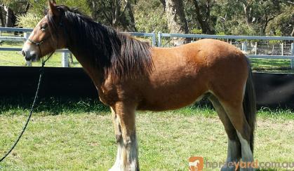 2yo Gypsy Cob (50%) X Clydie X Gelding â€“ feather galore and amazing temperament on HorseYard.com.au