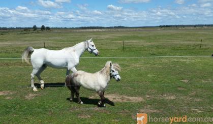 **Miniature Gelding** on HorseYard.com.au