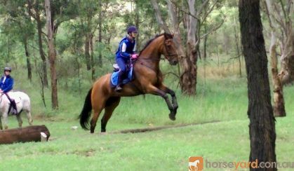 T/B 17.3hh Geld 17 yrs - been there done that. on HorseYard.com.au