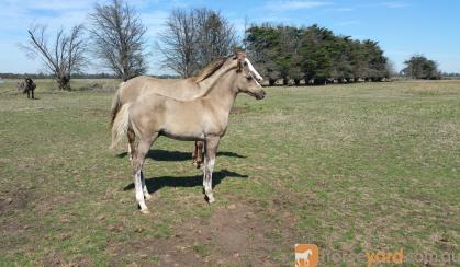 Silver Taffy Grulla colt on HorseYard.com.au