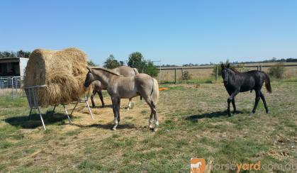 Silver Taffy Grulla colt on HorseYard.com.au