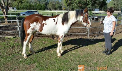 Clydie x pinto 5yrs 14.2h sweet and easy on HorseYard.com.au