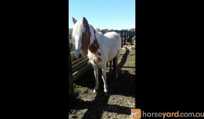 Miss Cheeky 2yo apsb x welsh on HorseYard.com.au