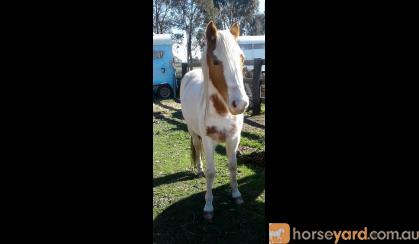 Miss Cheeky 2yo apsb x welsh on HorseYard.com.au