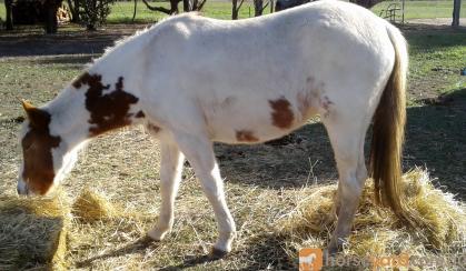 Miss Cheeky 2yo apsb x welsh on HorseYard.com.au