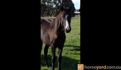 Beautiful Black Magic A.P.S.B X Riding pony Filly on HorseYard.com.au
