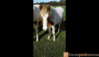 Bicardi rising 2yo A.p.s.b X mountain pony Gelding just adorabubble on HorseYard.com.au