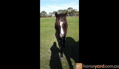 Beautiful Black Magic A.P.S.B X Riding pony Filly on HorseYard.com.au