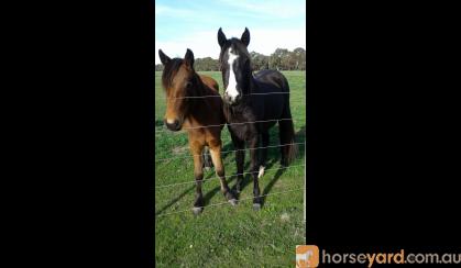 Beautiful Black Magic A.P.S.B X Riding pony Filly on HorseYard.com.au